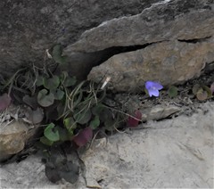 Campanula intercedens