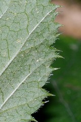 Heuchera longipetala orizabensis