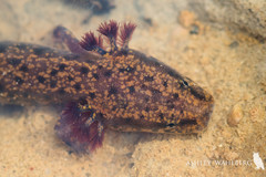 Necturus beyeri