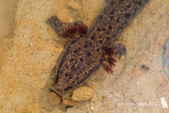 Necturus beyeri
