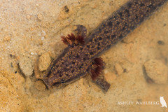 Necturus beyeri