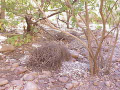 Chlamydera nuchalis