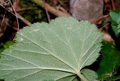 Heuchera longipetala orizabensis