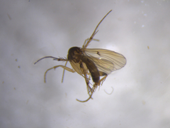 Mycetophila colorata