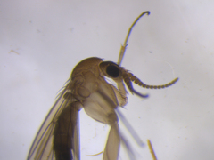 Mycetophila conica