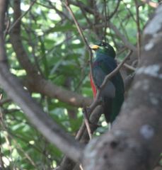 Apaloderma narina