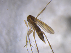 Mycetophila filicornis