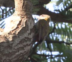 Chloropicus griseocephalus
