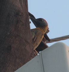 Chloropicus griseocephalus