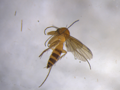 Mycetophila subspinigera