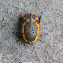 Pachnodella impressa