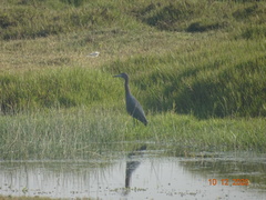 Egretta caerulea