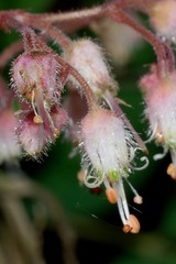 Heuchera longipetala orizabensis