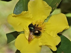 Xylocopa aerata