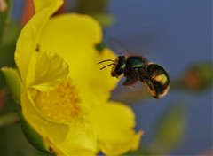 Xylocopa aerata