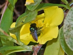 Xylocopa aerata