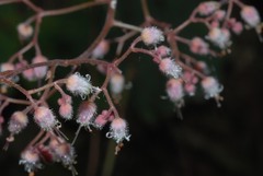 Heuchera longipetala orizabensis