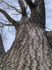 Quercus rubra
