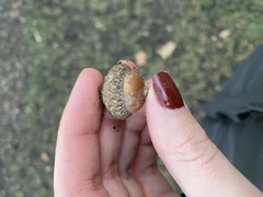 Quercus rubra
