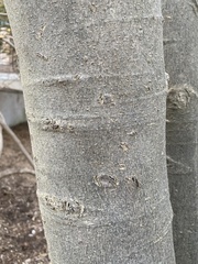 Aesculus glabra