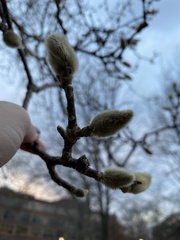 Aesculus glabra
