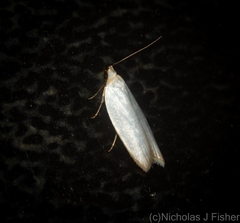 Scieropepla polyxesta