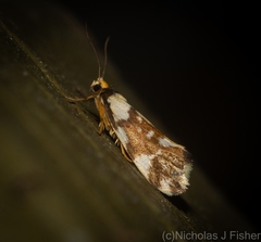 Lactura cristata