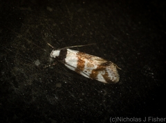 Isomoralla gephyrota