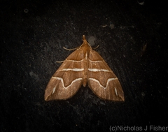 Chaetolopha leucophragma