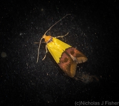 Hemibela oxyptera
