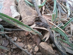 Atrapsalta encaustica