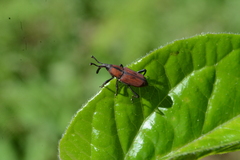 Rhodobaenus suturalis