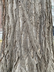 Ginkgo biloba