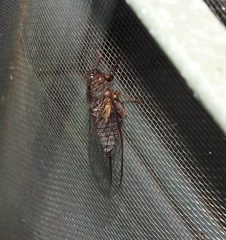 Birrima castanea
