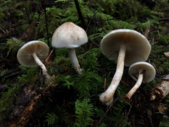 Pholiota decorata