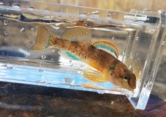 Etheostoma variatum