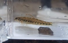 Etheostoma baileyi