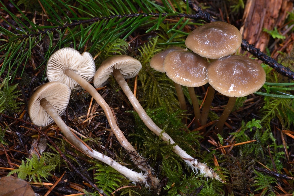Myochromella sp. 'PNW02'