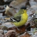 Green-backed Lesser Goldfinch - Photo (c) Sam Hough, some rights reserved (CC BY-NC), uploaded by Sam Hough