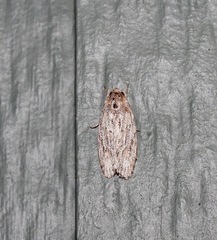Phylomictis sarcinopa