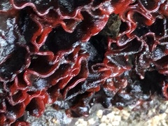 Watersipora subtorquata