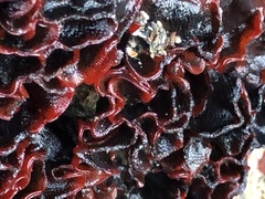 Watersipora subtorquata