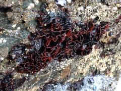 Watersipora subtorquata