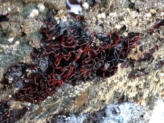 Watersipora subtorquata