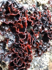 Watersipora subtorquata