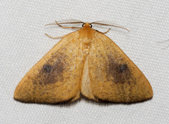 Hesperumia fumosaria