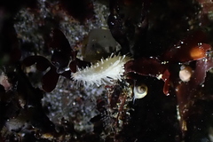 Eupentacta quinquesemita