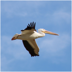 Pelecanus erythrorhynchos