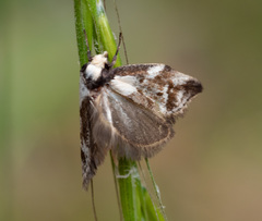 Palimmeces leucopelta