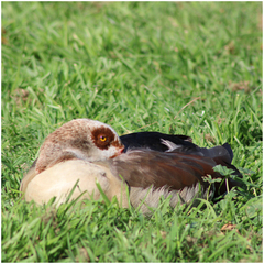 Alopochen aegyptiaca